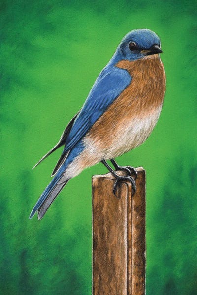 Mikhail Vedernikov: Eastern Bluebird by Mikhail Vedernikov