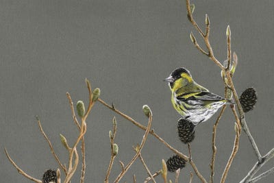 Eurasian Siskin by Mikhail Vedernikov canvas print