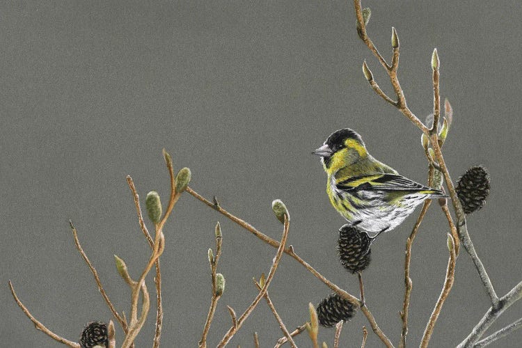 Eurasian Siskin