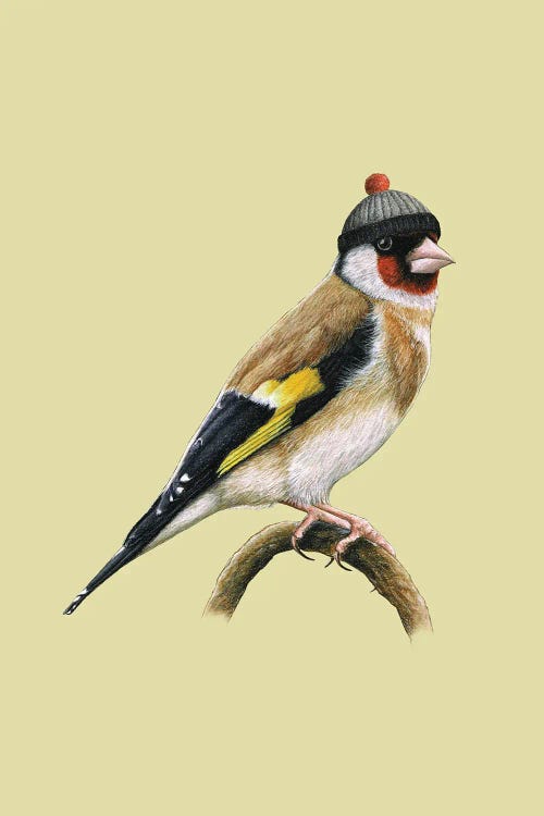 European Goldfinch