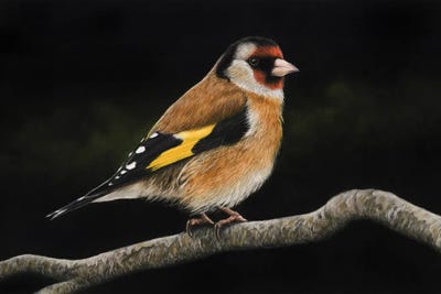 European Goldfinch#2 by Mikhail Vedernikov metal wall art