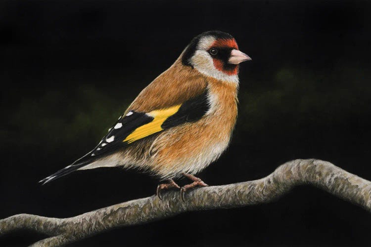 European Goldfinch#2