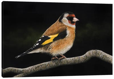 European Goldfinch#2 Canvas Art Print - Mikhail Vedernikov