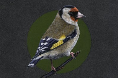 European Goldfinch#3 by Mikhail Vedernikov metal wall art