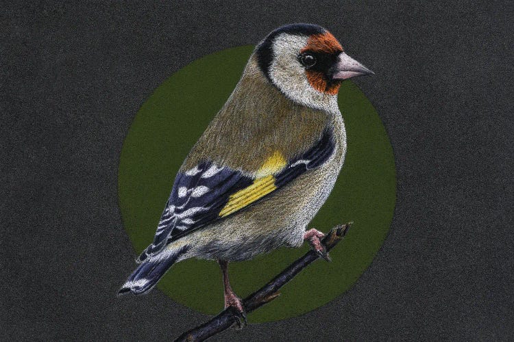 European Goldfinch#3