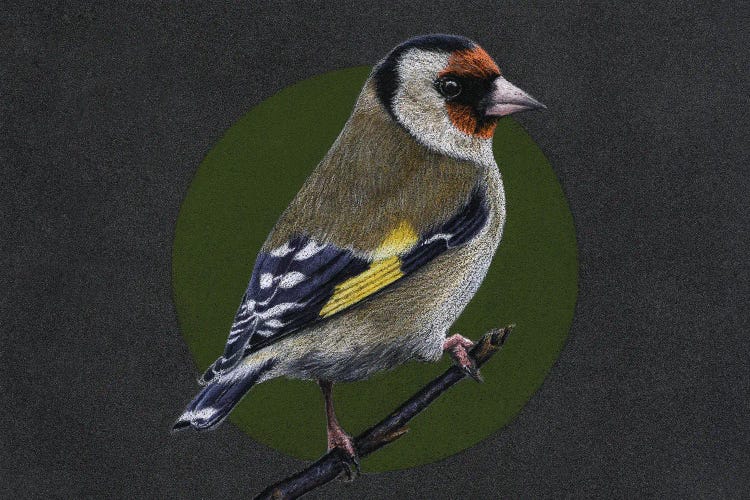 European Goldfinch#3 by Mikhail Vedernikov wall art
