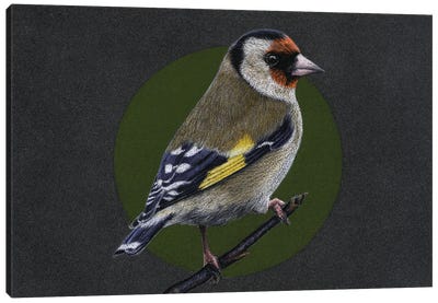 European Goldfinch#3 Canvas Art Print - Finch Art