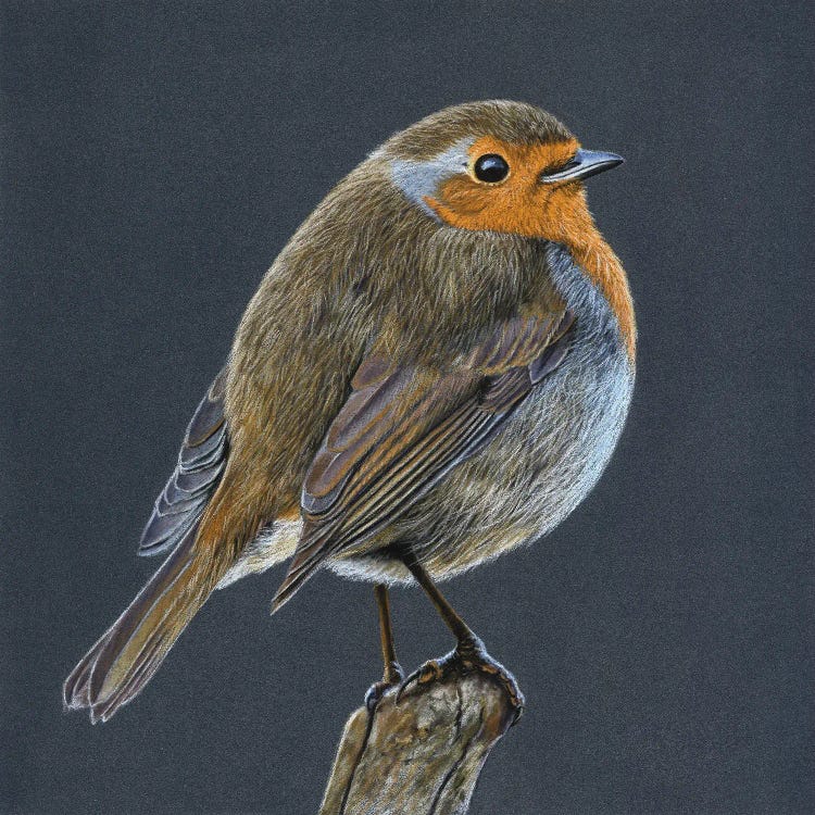 European Robin by Mikhail Vedernikov wall art