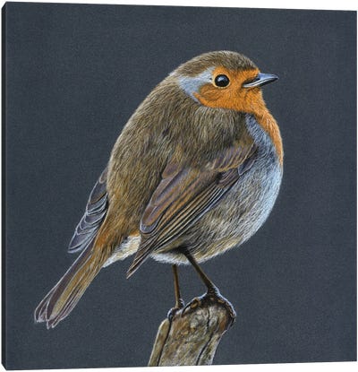 European Robin Canvas Art Print - Robin Art