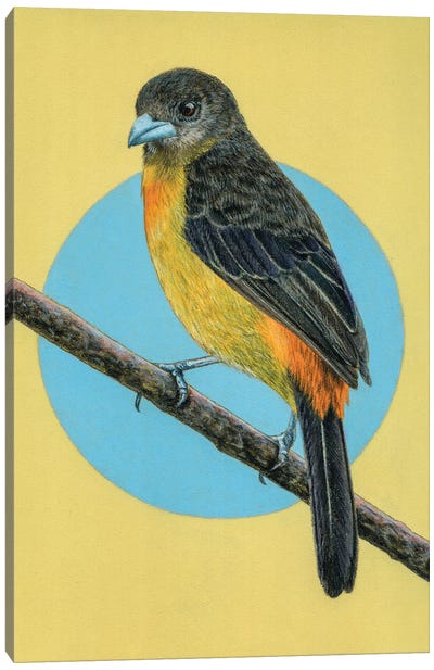 Flame-Rumped Tanager Canvas Art Print - The Art of the Feather