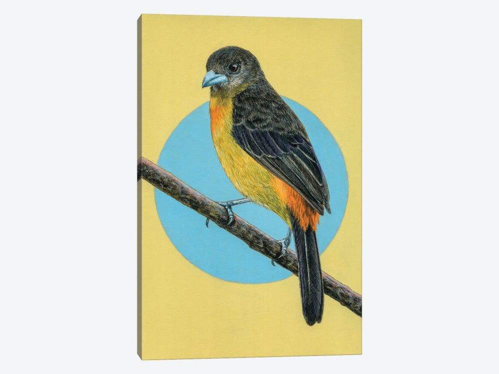 Flame-Rumped Tanager by Mikhail Vedernikov 1-piece Art Print