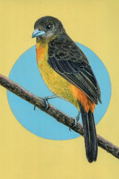 The Art Of The Feather: Flame-Rumped Tanager by Mikhail Vedernikov