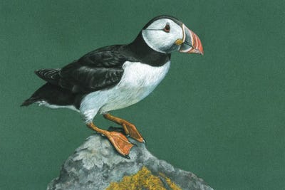Atlantic Puffin by Mikhail Vedernikov canvas print