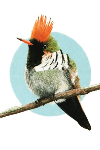 Frilled Coquette by Mikhail Vedernikov metal wall art