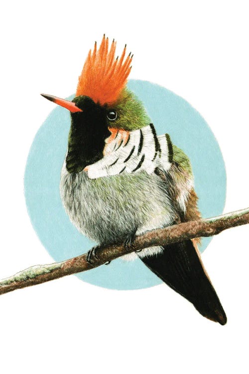 Frilled Coquette