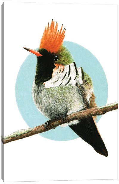 Frilled Coquette Canvas Art Print - The Art of the Feather