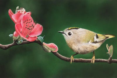 Goldcrest by Mikhail Vedernikov framed wall art