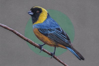 Golden-Collared Tanager by Mikhail Vedernikov metal wall art