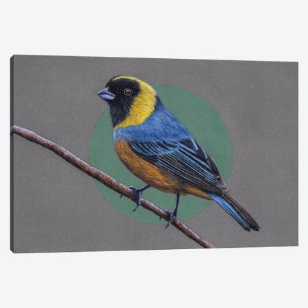Golden-Collared Tanager Canvas Print #MIV43} by Mikhail Vedernikov Canvas Artwork