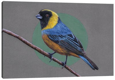 Golden-Collared Tanager Canvas Art Print - The Art of the Feather