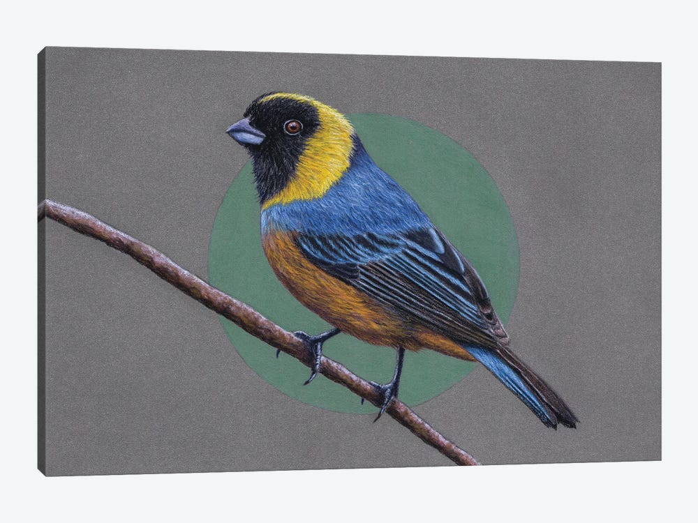 Golden-Collared Tanager by Mikhail Vedernikov 1-piece Canvas Art