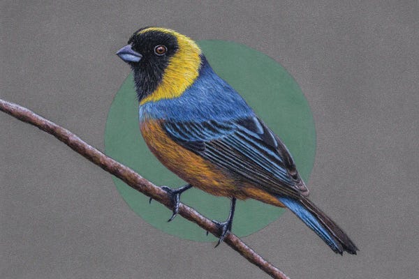 The Art Of The Feather: Golden-Collared Tanager by Mikhail Vedernikov