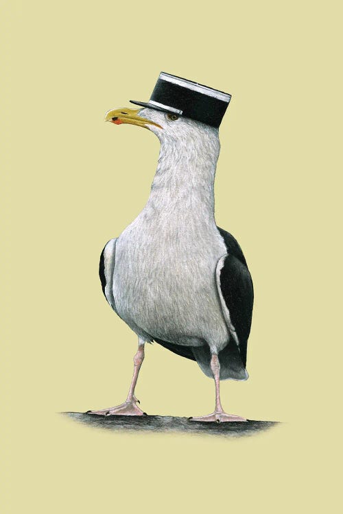 Great Black-Backed Gull