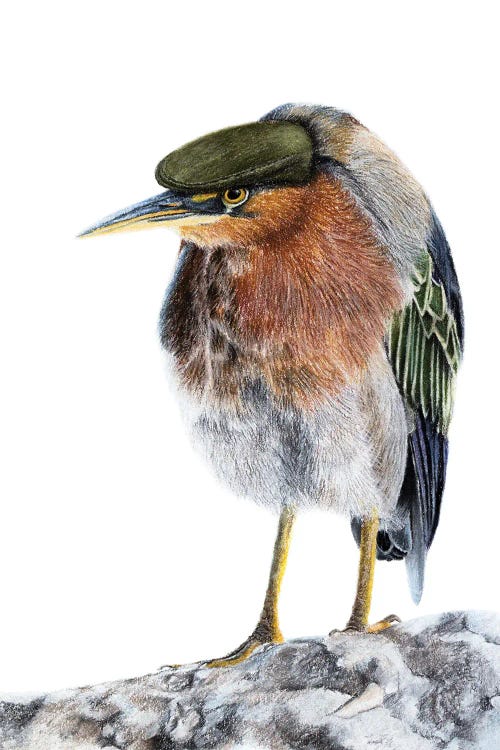 Green Heron