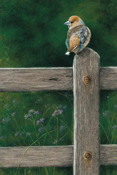 Hawfinch by Mikhail Vedernikov metal wall art