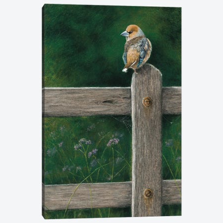 Hawfinch Canvas Print #MIV48} by Mikhail Vedernikov Canvas Artwork