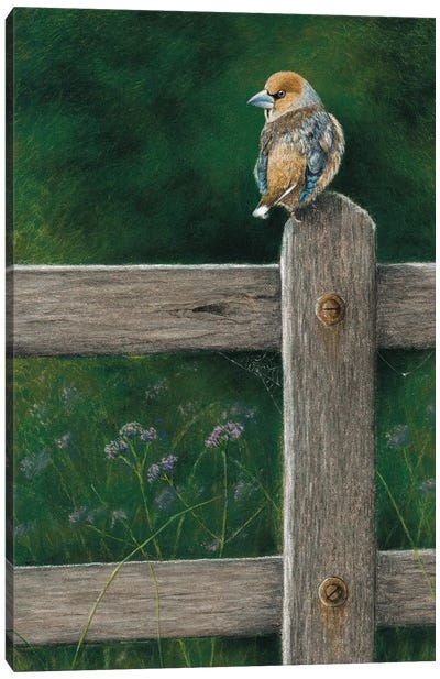 Hawfinch Canvas Art Print - Finch Art