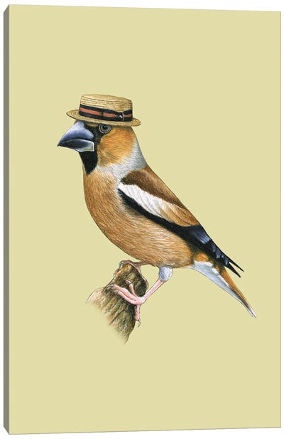 Hawfinch#2 Canvas Art Print - Finch Art