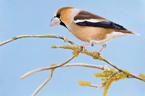 Mikhail Vedernikov: Hawfinch#3 by Mikhail Vedernikov