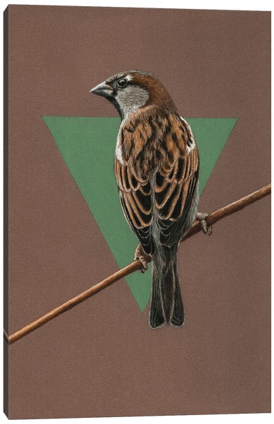 House Sparrow Canvas Art Print - Sparrow Art