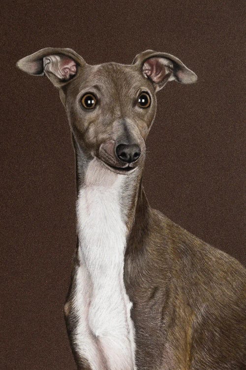 Italian Greyhound