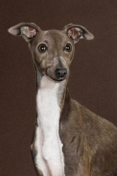 Mikhail Vedernikov: Italian Greyhound by Mikhail Vedernikov