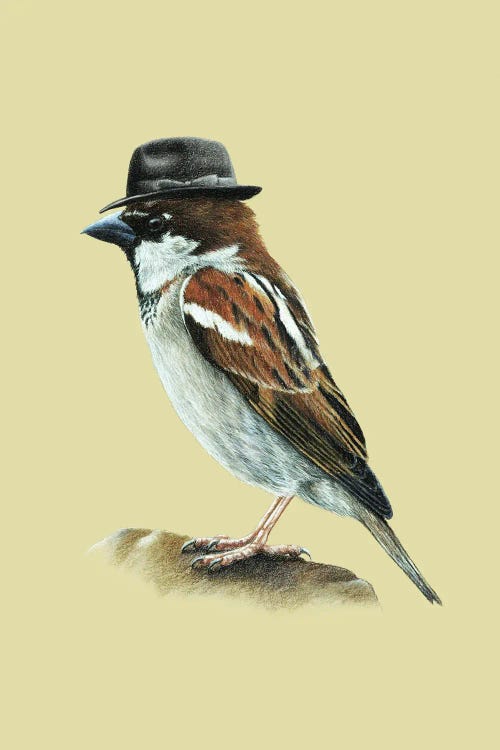 Italian Sparrow