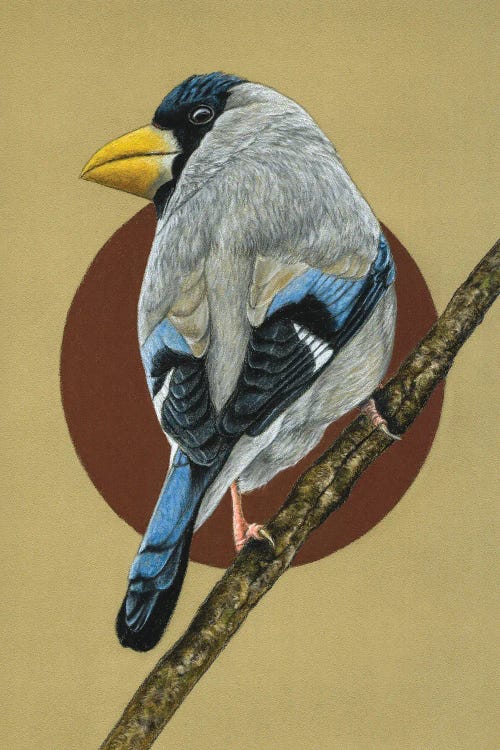 Japanese Grosbeak