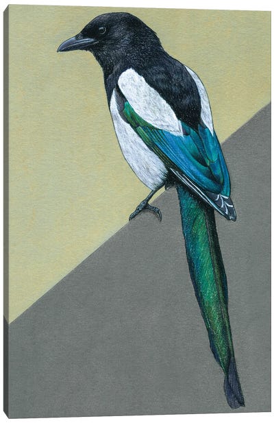 Magpie III Canvas Art Print - The Art of the Feather