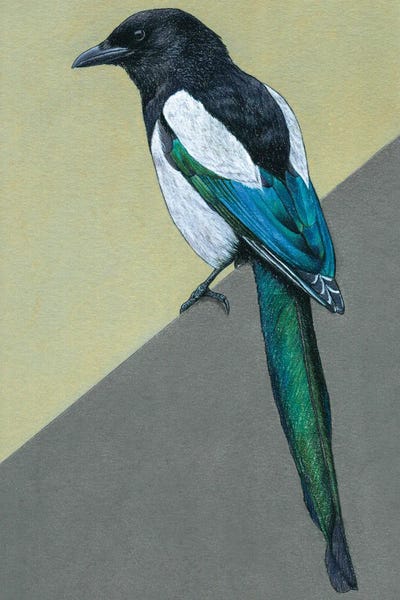 The Art Of The Feather: Magpie III by Mikhail Vedernikov