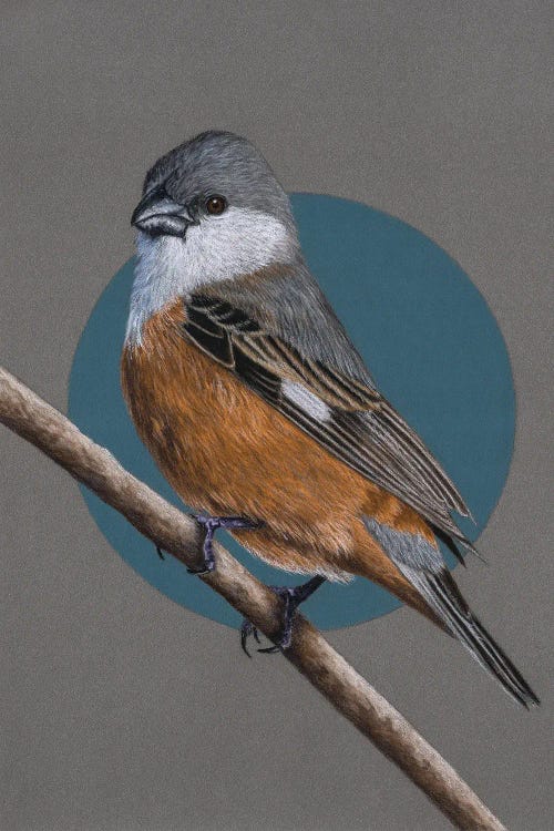 Marsh Seedeater by Mikhail Vedernikov wall art