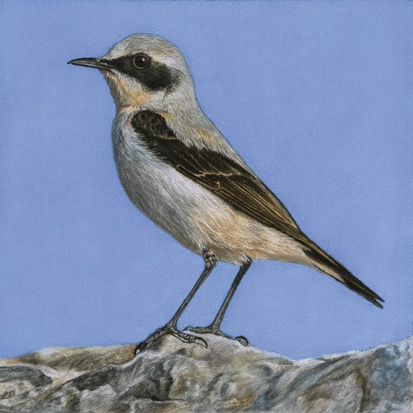 Mikhail Vedernikov: Northern Wheatear by Mikhail Vedernikov