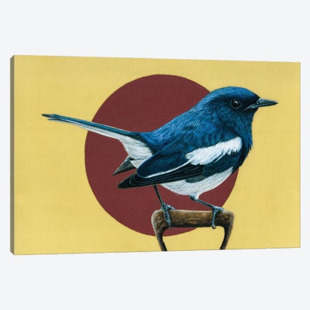 Oriental Magpie-Robin Canvas Print #MIV64} by Mikhail Vedernikov Canvas Art Print