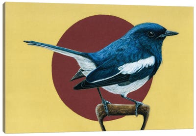 Oriental Magpie-Robin Canvas Art Print - Mikhail Vedernikov
