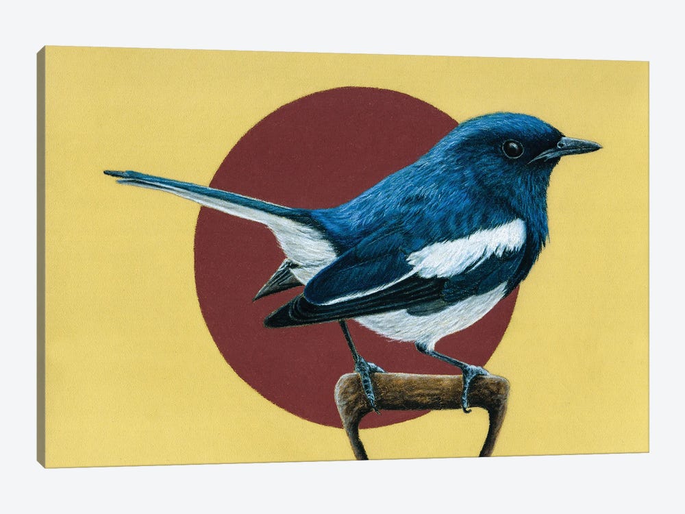 Oriental Magpie-Robin by Mikhail Vedernikov 1-piece Canvas Print