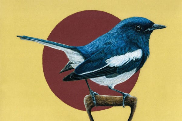 Robins: Oriental Magpie-Robin by Mikhail Vedernikov