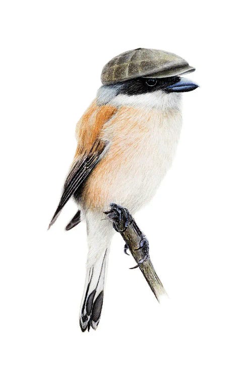 Red-Backed Shrike