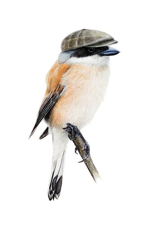 Red-Backed Shrike by Mikhail Vedernikov wall art
