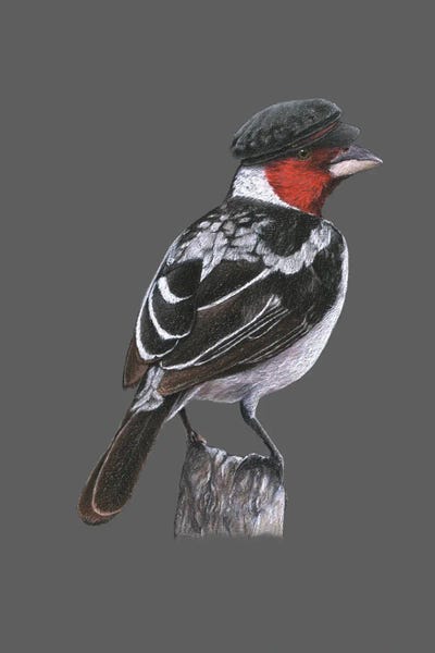 Cardinals: Red-Cowled Cardinal by Mikhail Vedernikov