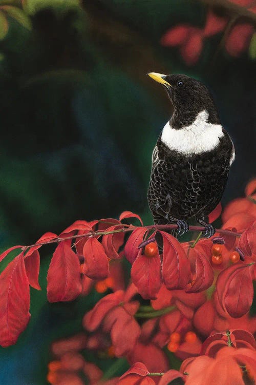 Ring Ouzel On Euonymus Alatus